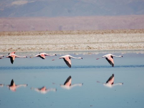 Flamingos over salt lake