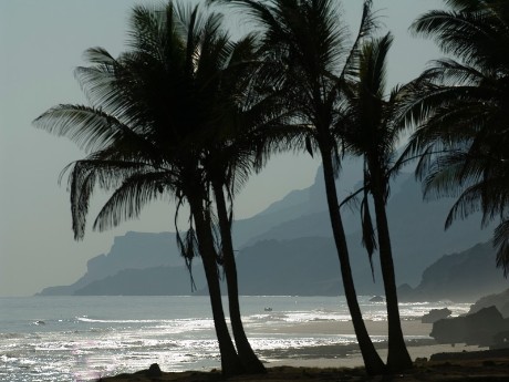 Palmen in Salalah, Oman