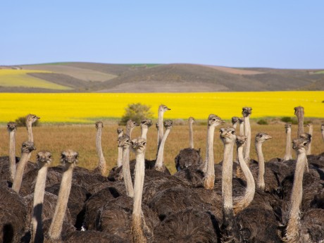 Südafrika_Strausse_shutterstock©Andrea Wi