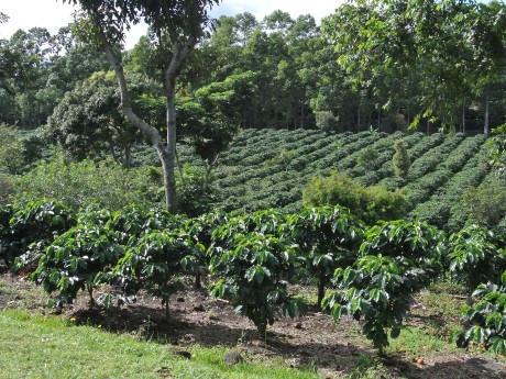 Coffee plantation