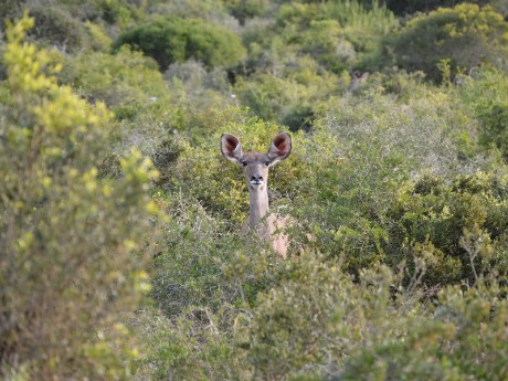Kudu