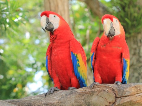 Scarlet Macaws
