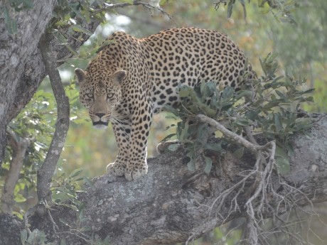 Leopard in Ohrigstad