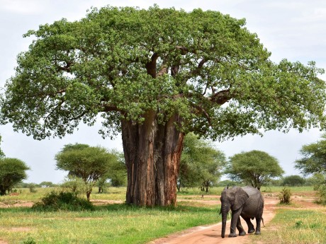 Beyond The Savannah: Tanzania's Hidden Gems Revealed