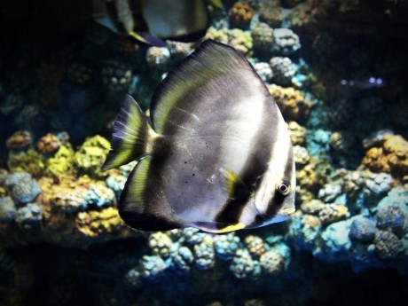 Fische in der Andamanensee