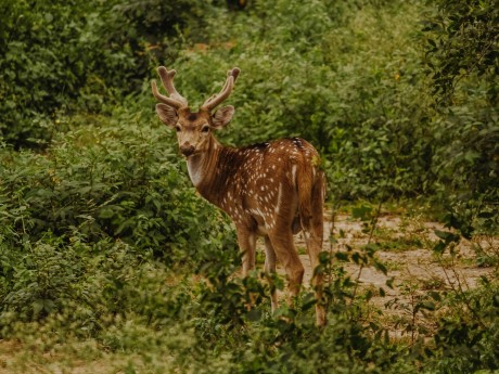 deer in india safari