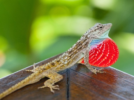 Anolis