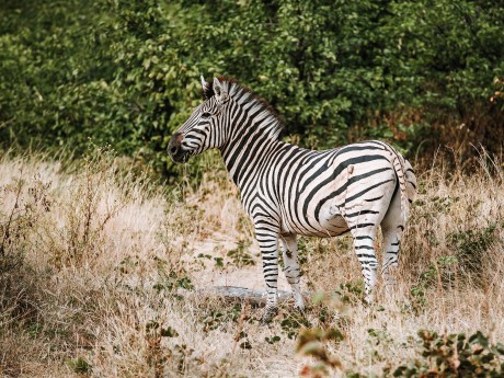 Africa Expeditions_Botswana_zebra_Moremi