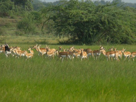 antelopes india