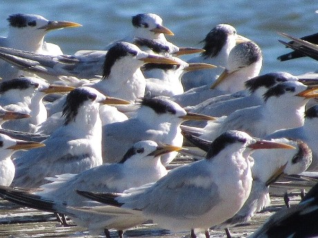 Cabot's Tern