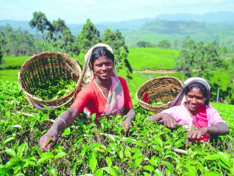 Tea Pickers