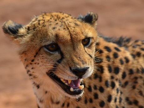 Gepard, Etosha