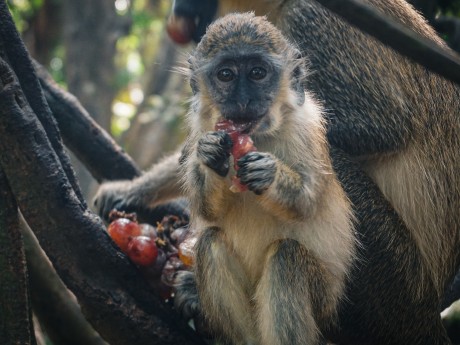 Monkey Eating Fruit