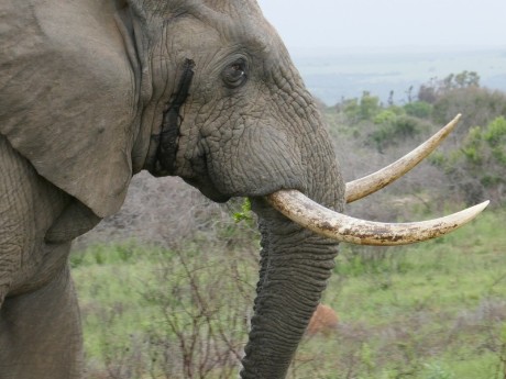 Elephant in Kariega Private Game Reserve