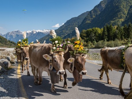 schweiz_interlaken_alpabzug1