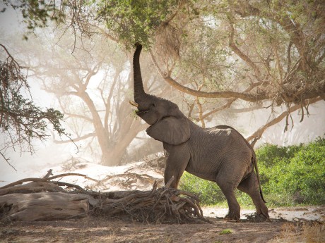 Namibia_Wüstenenlefant im Huab River