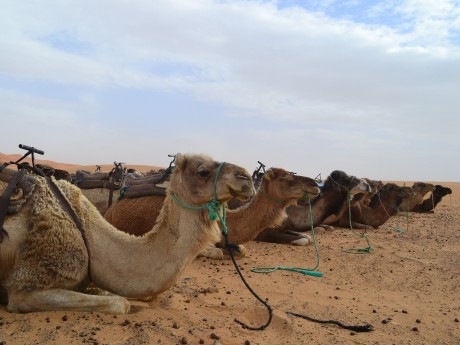 Camels at rest