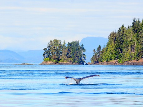 Walbeobachtung - Vancouver Island