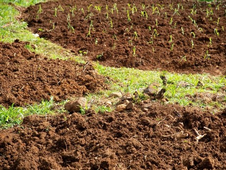 Crop Garden - Home Hospitality
