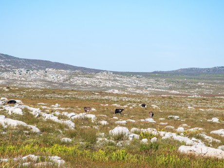 Cape of Good Hope Naturereserve