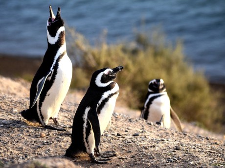 Arg_Pinguine auf der Halbinsel Valdes 