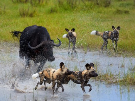 Botswana_Morem_Wilddogs_shutterstock©Mar