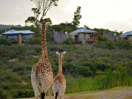 Garden Route Game Lodge_Game Drive_13