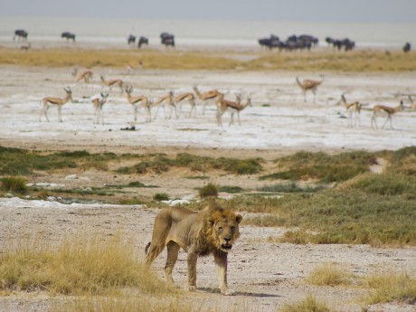 Sunway Namibia Etosha Ruan Mey-6541