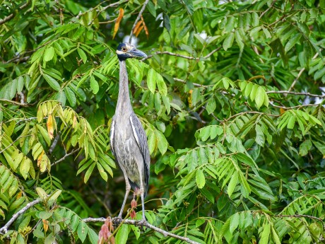 Yellow-Crowned Night-Heron