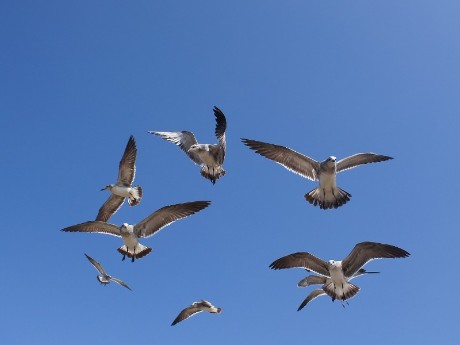 Bonaventure, Canada, Quebec