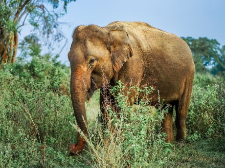 Sri Lankan Elephant