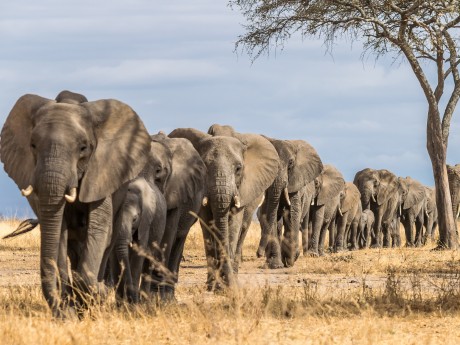 Tanzania - Serengeti National Park