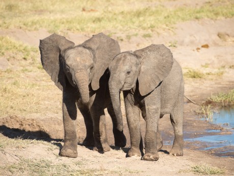 Sunway Zimbabwe Hwange NP Bruce Taylor-0