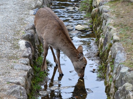Nara Park Deer