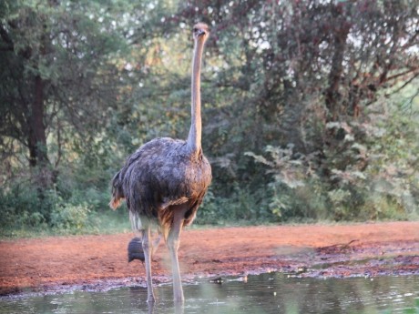 Ostrich in Ohrigstad