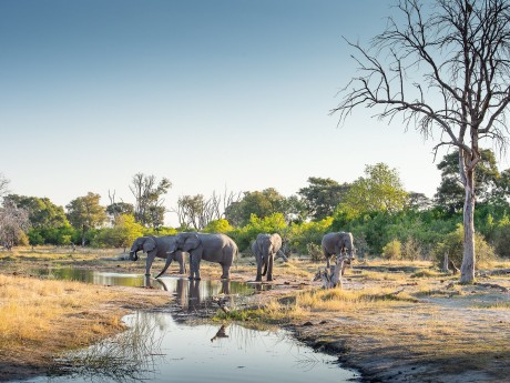 Sunway Botswana Moremi Bruce Taylor-1368