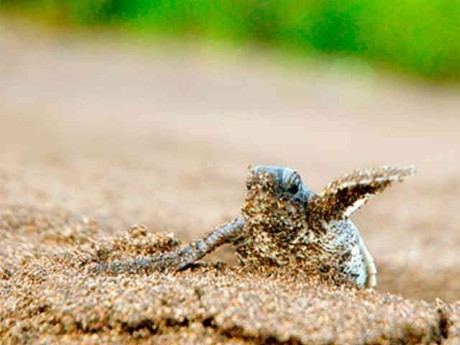 Tortuguero Turtle Hatchling Moving