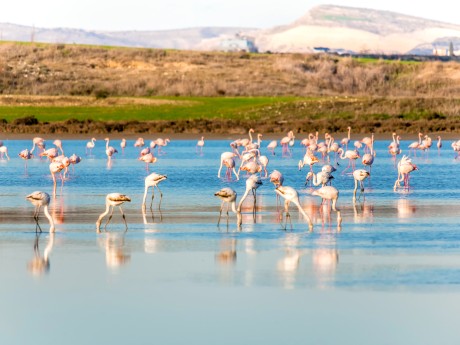 Flamingos am Larnaka See