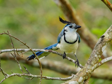 White-throated Magpie-Jay