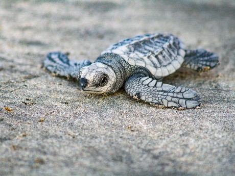 Baby Turtle