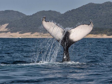Humpback Whale diving South Africa_shutt