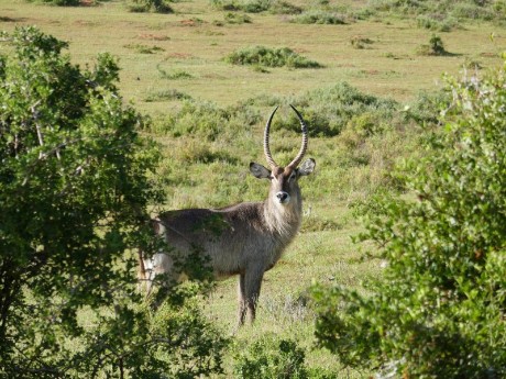 Antelope in Kariega Private Game Reserve