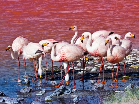Boli_Flamingoes in Laguna Colorada_Uyuni