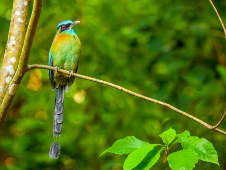 Lesson's Motmot