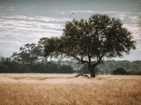 Africa Expeditions_Botswana_Moremi Game 