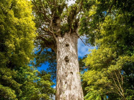 Neuseeland_Nordinsel_Kauri Bäume_Landsch