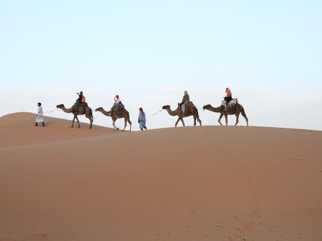 Camel Safari