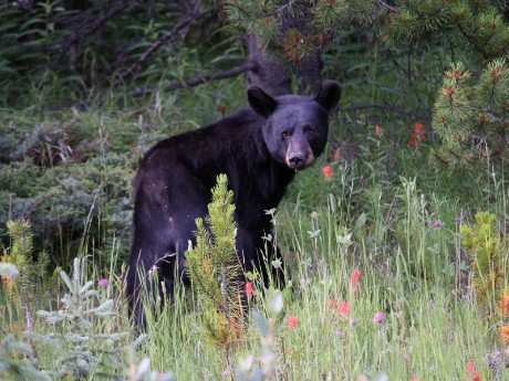 Bear in Jasper