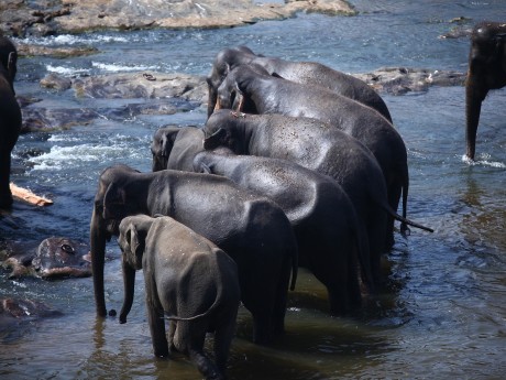 Indian elephants