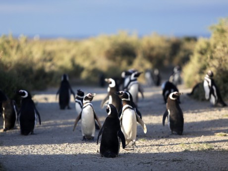 Patagonien Rundreise mit der Kreuzfahrt Australis Pinguine Patagonien